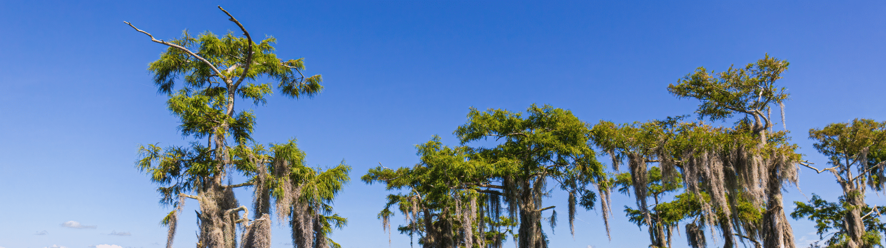 Cypress trees with hanging Spanish moss against a clear blue sky, panoramic view.